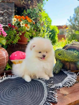 Pomeranian Boo 