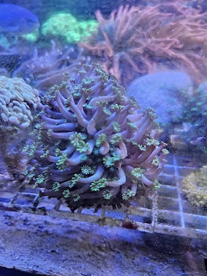  Goniopora sp.  Green Tip    Blumentopfkoralle