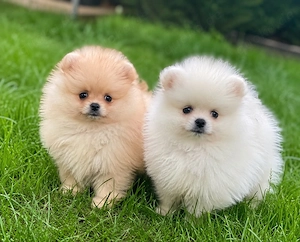 Pomeranian Boo  Bild 3