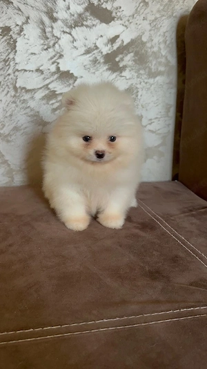 Pomeranian Boo  Bild 4