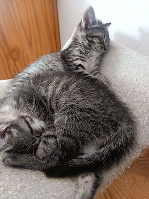 Einzigartiges Herz auf vier Pfoten - Wer schenkt dieser süßen Maus endlich ihr Traumzuhause?