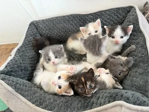 BKH Kitten    Tortie   Blue-Cream   Bicolor | genetisch getestete Mama
