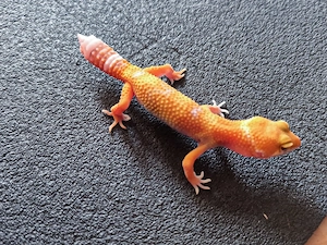 Leopardgecko babys aus eigener Nachzucht