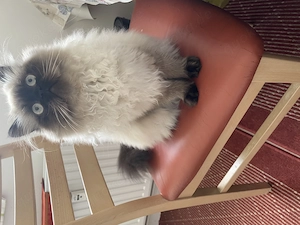 Colourpoint Perser Kater 
