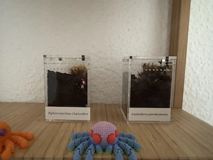 Vogelspinnen Slings zu verkaufen