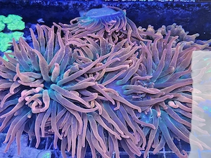 Blasenanemone   Entacmaea quadricolor