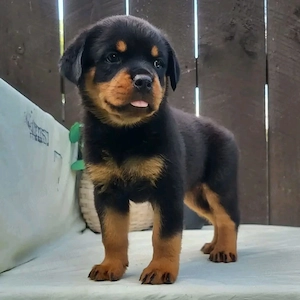 Rottweilerwelpen zu verkaufen. 
