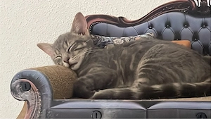 suche neues liebevolles zuhause 