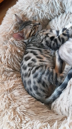      Drei wunderschöne Bengal-Kitten suchen ihr liebevolles Zuhause     