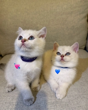 BKH KITTEN Golden, Silver Shaded, Lilac creme, Blue golden shaded