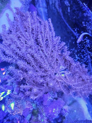 Pinnigorgia Gorgonie   Hornkoralle