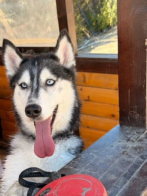 Luna sucht aktive Familie mit Katzen!