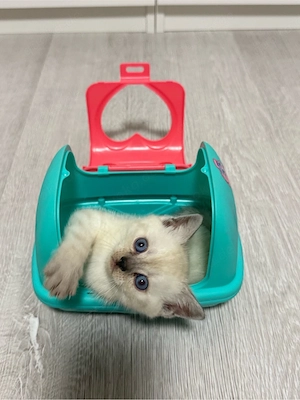 BKH Britisch Kurzhaar Kitten Katzen 