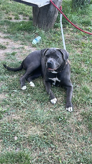 Cane-Corso Mix Junghündin Bild 5