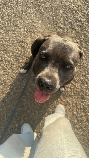 Cane-Corso Mix Junghündin Bild 4