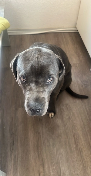 Cane-Corso Mix Junghündin Bild 3