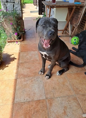 Cane-Corso Mix Junghündin Bild 2