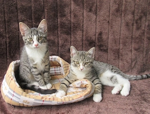 Einzeln oder gemeinsam: 2 verschmuste Katzenmädchen (3 Monate) Kätzchen Katze Katzen