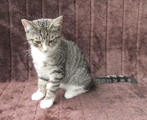 süsses, kleines Katzenbaby Kätzchen 3 Monate grau-weiß Katzenmädchen Katze EKH 1