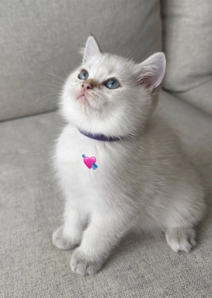 BKH Kitten Weiß