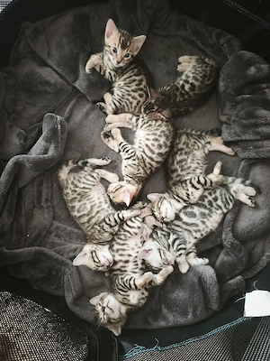 Reinrassige Bengal Kitten 