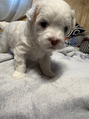 Malteserwelpe 