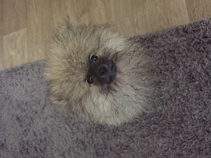 HALO werkauf eine kleine  hund  pomeranien  boo mini