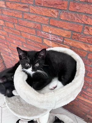 Bkh kitten Katzenbabys schwarz