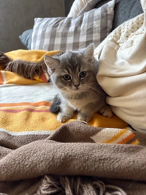 bkh kitten 