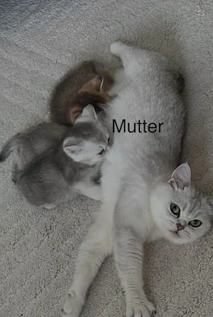 Zwei bezaubernde BKH-Kitten suchen ihr Zuhause
