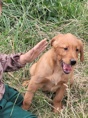 Golden Retriever- Labrador