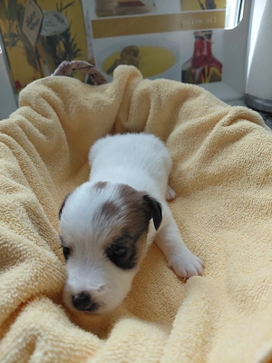 Jack Russel Rauhaar Terrier Bild 4