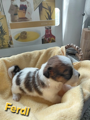 Jack Russel Rauhaar Terrier Bild 7