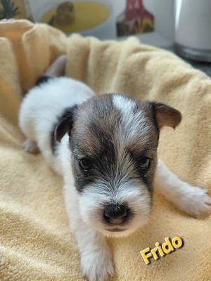 Jack Russel Rauhaar Terrier Bild 5