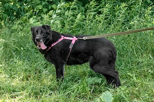 Schöne schwarze Lala sucht Traumzuhause