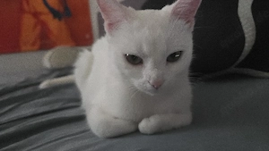 Albino weisse Katze weiblich 