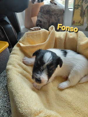 Jack Russel Rauhaar Terrier Bild 6