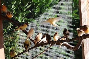 Verkaufe junge Kanarienvögel aus eigener Zucht Bild 4