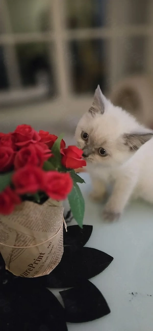 BKH Kitten weiblich abzugeben