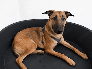 Schäferhund Mischling 