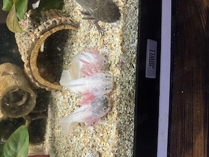 Axolotl Jungtiere Harlekin  Bild 2