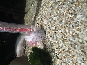 Axolotl Jungtiere Harlekin  Bild 3
