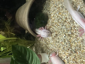 Axolotl Jungtiere Harlekin  Bild 5