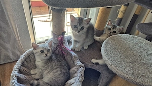 BKH Kitten Abgabebereit 
