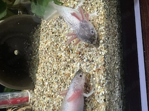 Axolotl Jungtiere Harlekin  Bild 4