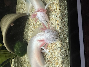 Axolotl Jungtiere Harlekin  Bild 6