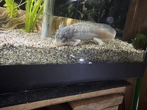 Axolotl Jungtiere Harlekin  Bild 10
