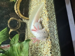 Axolotl Jungtiere Harlekin  Bild 7