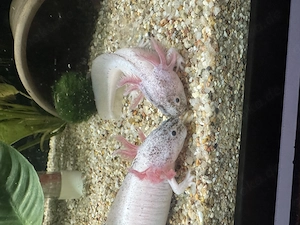 Axolotl Jungtiere Harlekin  Bild 8