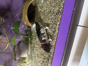 Axolotl Jungtiere Harlekin  Bild 9